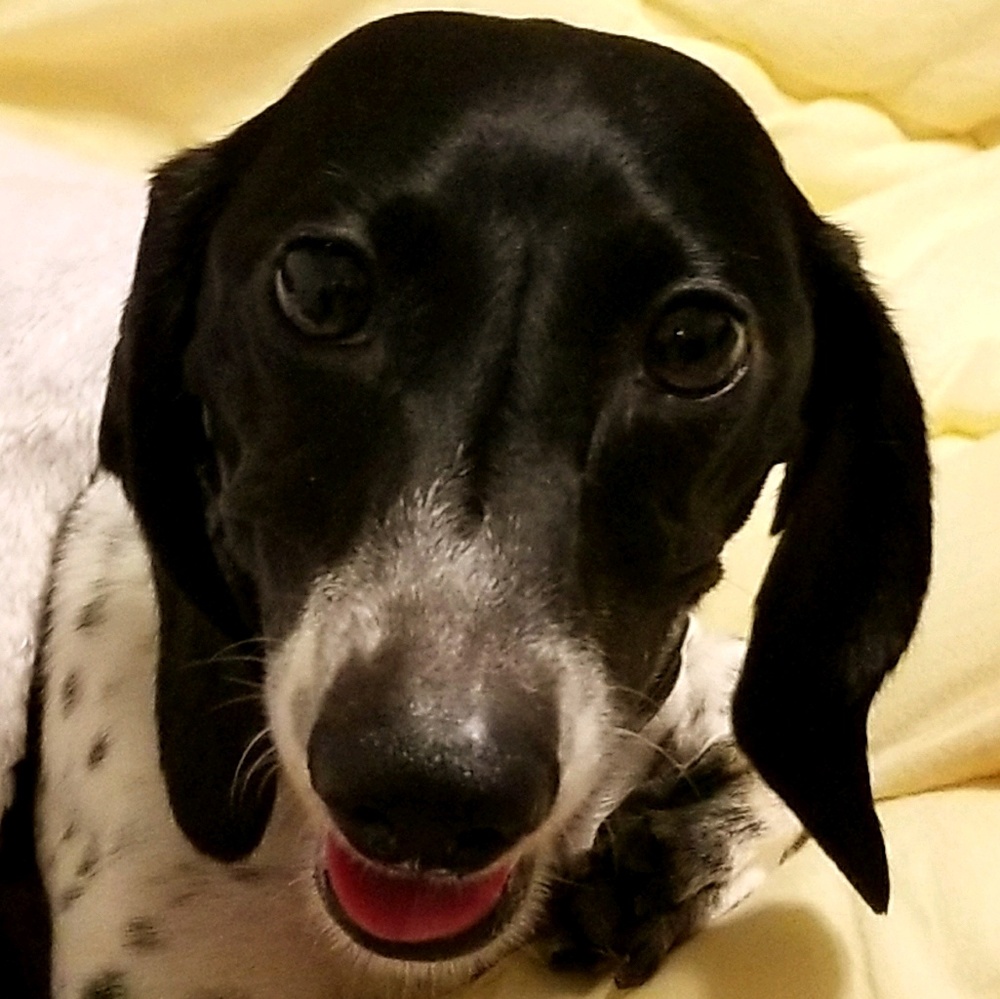 Meet your Posher, Dan